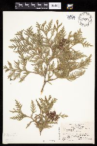 Thuja occidentalis image