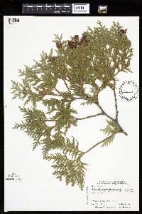 Thuja occidentalis image