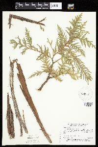 Thuja occidentalis image