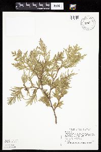 Thuja occidentalis image
