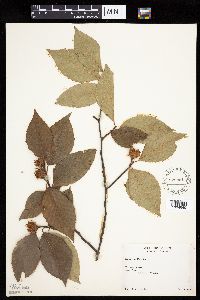Fagus grandifolia image