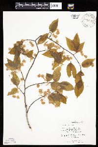Fagus grandifolia image