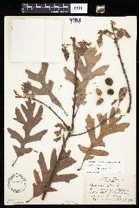 Quercus alba image