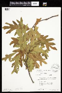 Quercus alba image
