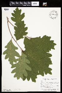 Quercus alba image