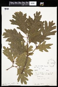 Quercus alba image