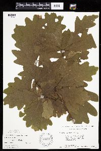 Quercus alba image