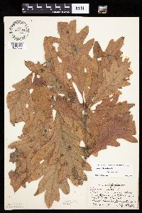 Quercus alba image