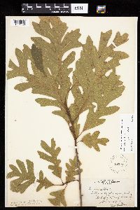 Quercus alba image