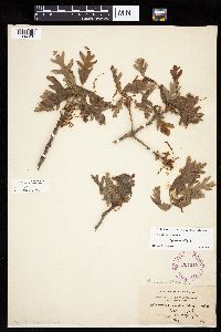 Quercus alba image