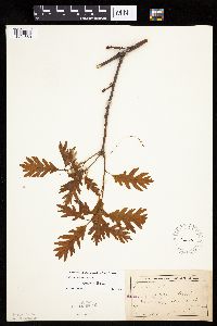 Quercus alba image