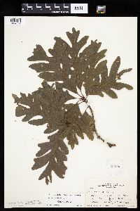 Quercus alba image