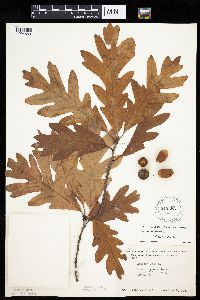 Quercus alba image