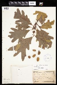 Quercus alba image