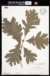Quercus alba image