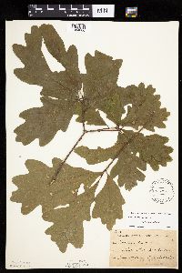 Quercus alba image