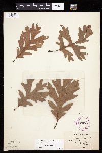 Quercus alba image