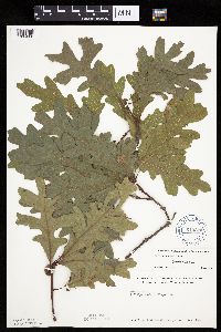 Quercus alba image