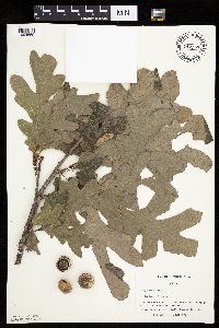 Quercus alba image