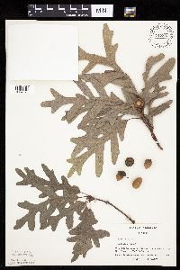 Quercus alba image