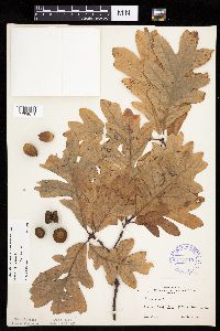 Quercus alba image