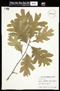 Quercus alba image