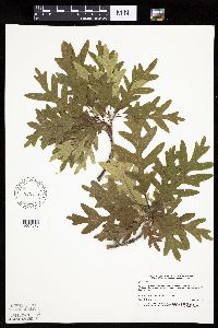 Quercus alba image