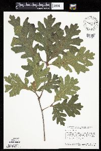 Quercus alba image