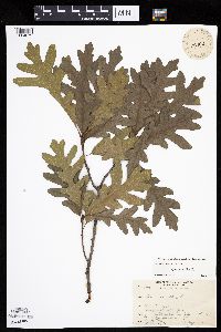 Quercus alba image