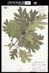 Quercus alba image