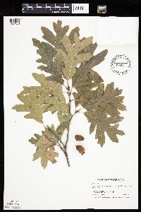 Quercus alba image