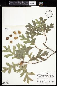 Quercus alba image