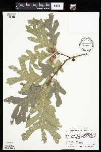 Quercus alba image