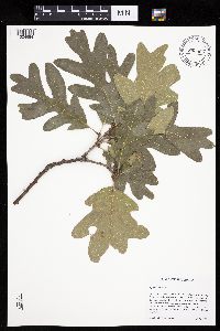 Quercus alba image