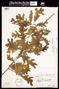 Quercus alba image