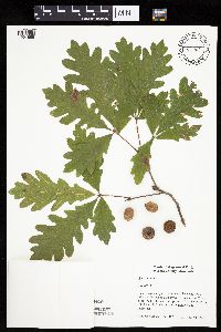 Quercus alba image