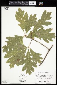 Quercus alba image
