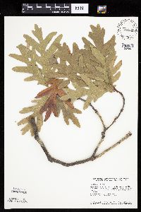 Quercus alba image