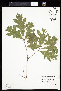 Quercus alba image