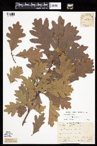 Quercus alba image