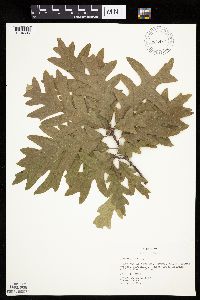 Quercus alba image