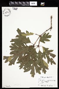 Quercus alba image