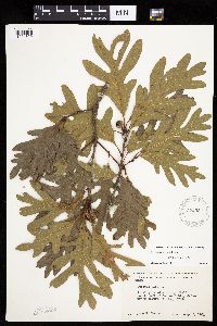 Quercus alba image