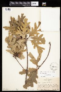 Quercus alba image