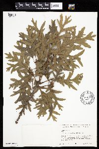 Quercus alba image