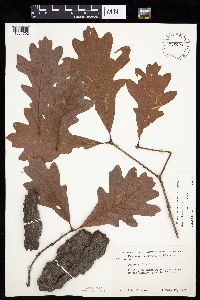 Quercus alba image
