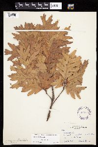 Quercus alba image