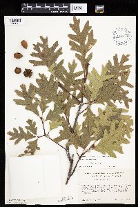 Quercus alba image