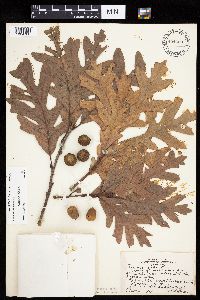 Quercus alba image