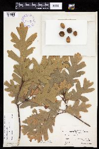 Quercus alba image